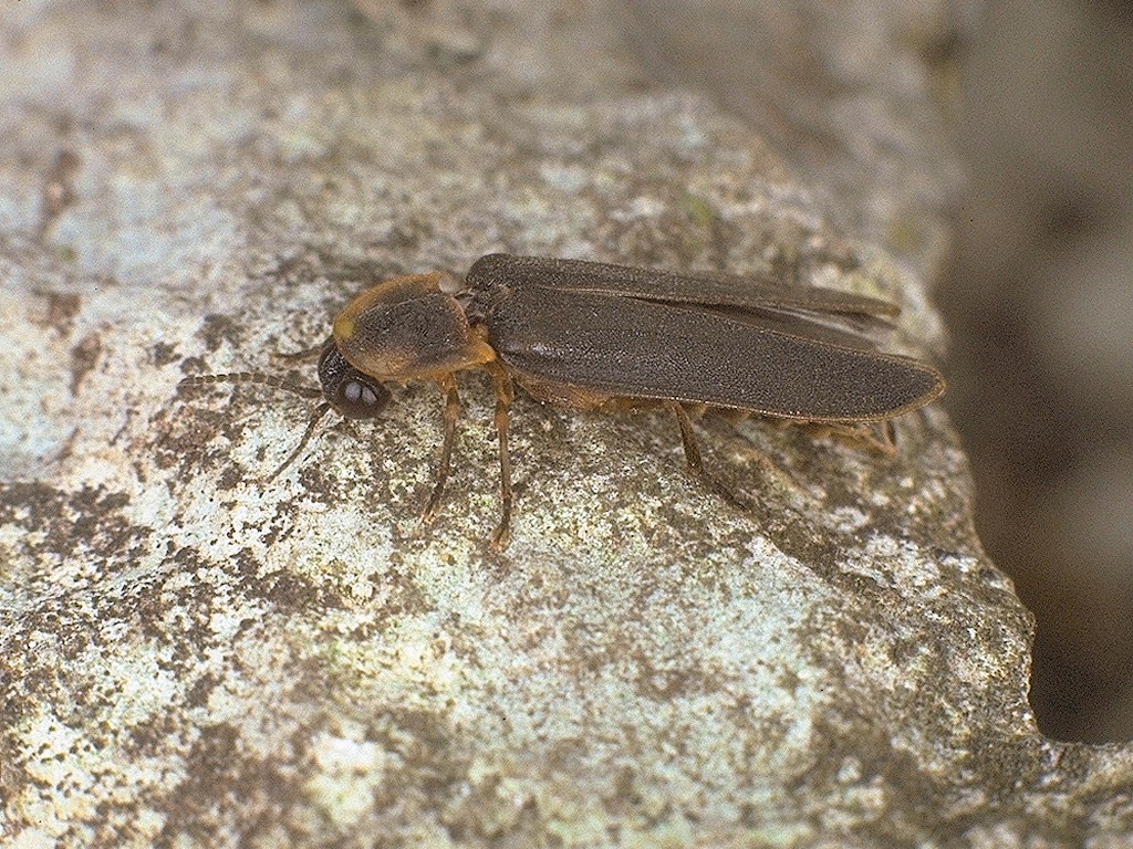 Glow-worm, Male (Roger Key)